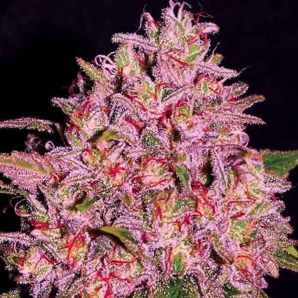 Slurty3 semilla > Empire Seeds | Semillas feminizadas  |  Índica